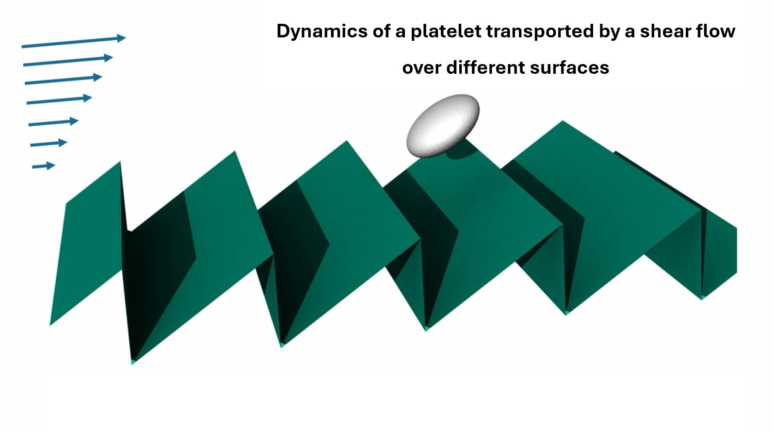 platelets dynamics