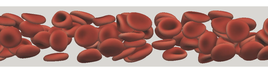 Simulation of a suspension of red blood cells in a square channel at heamtocrit 20 percent. 